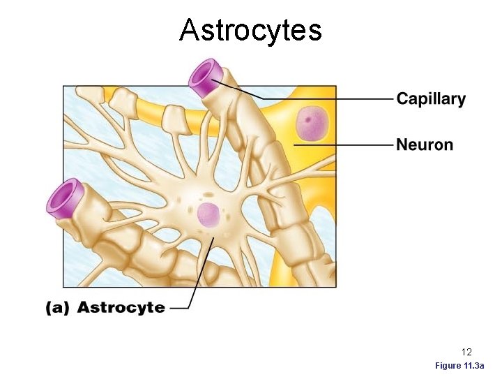 Astrocytes 12 Figure 11. 3 a 