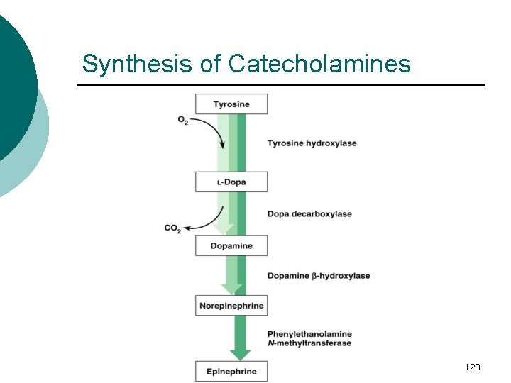 Synthesis of Catecholamines 120 