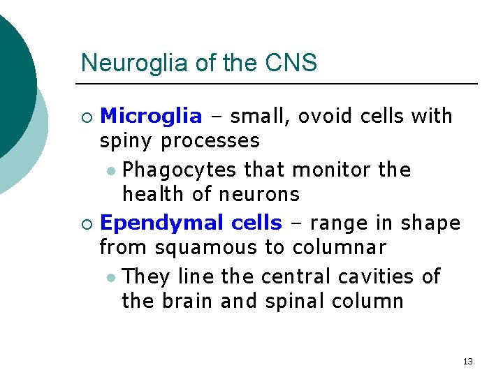 Neuroglia of the CNS Microglia – small, ovoid cells with spiny processes l Phagocytes