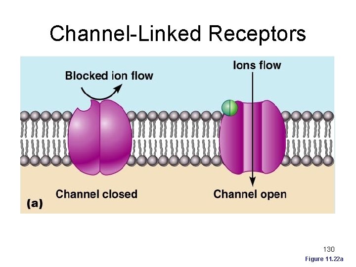 Channel-Linked Receptors 130 Figure 11. 22 a 