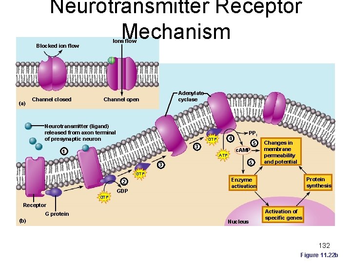 Neurotransmitter Receptor Mechanism Ions flow Blocked ion flow (a) Channel closed Adenylate cyclase Channel