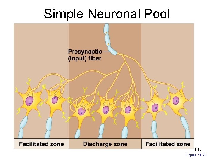 Simple Neuronal Pool 135 Figure 11. 23 