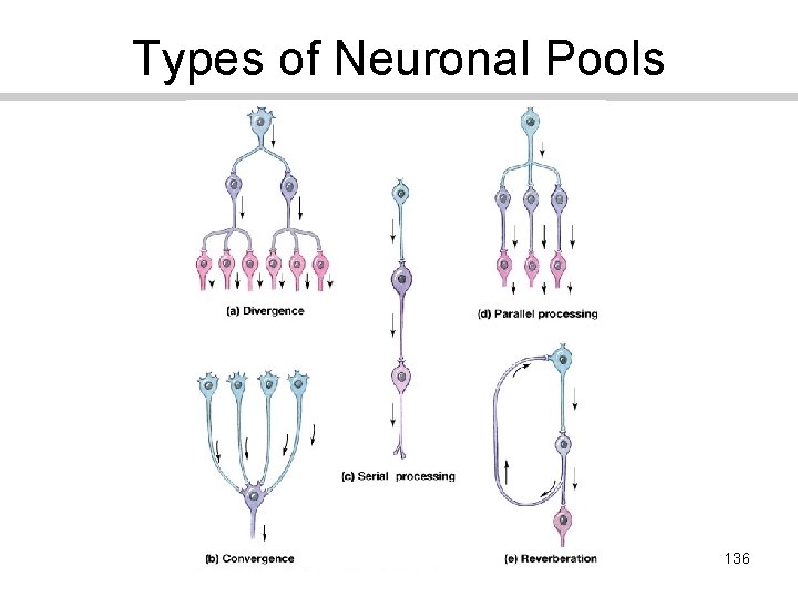 Types of Neuronal Pools 136 