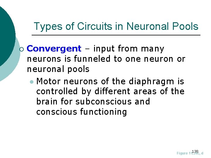 Types of Circuits in Neuronal Pools ¡ Convergent – input from many neurons is