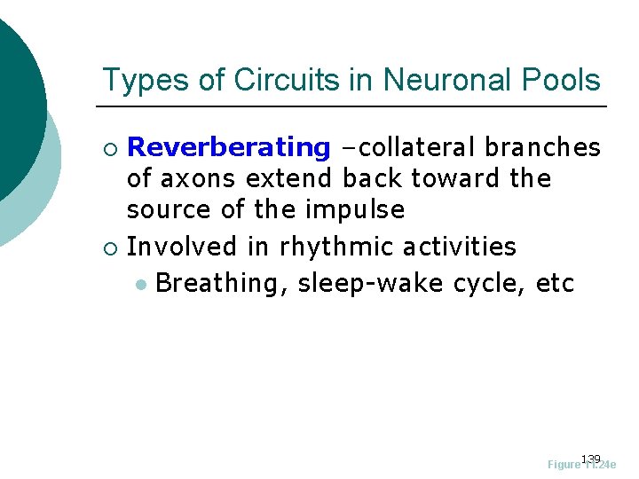 Types of Circuits in Neuronal Pools Reverberating –collateral branches of axons extend back toward
