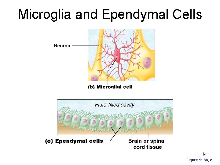 Microglia and Ependymal Cells 14 Figure 11. 3 b, c 