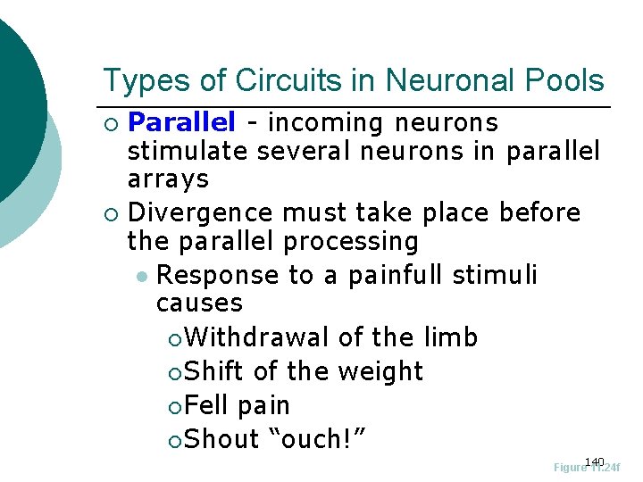 Types of Circuits in Neuronal Pools Parallel - incoming neurons stimulate several neurons in