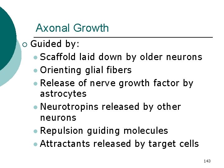Axonal Growth ¡ Guided by: l Scaffold laid down by older neurons l Orienting