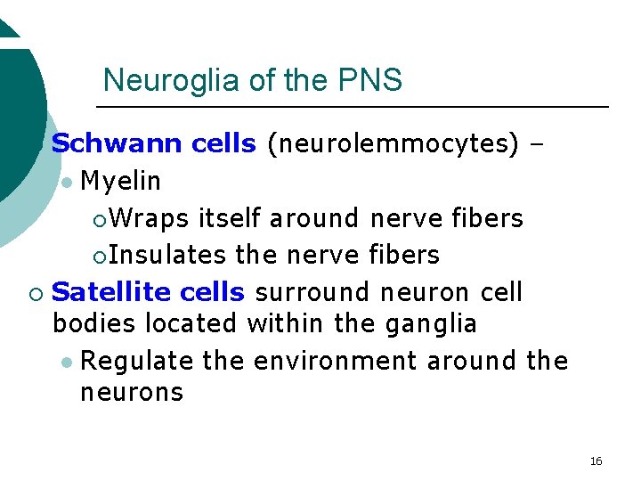 Neuroglia of the PNS Schwann cells (neurolemmocytes) – l Myelin ¡ Wraps itself around