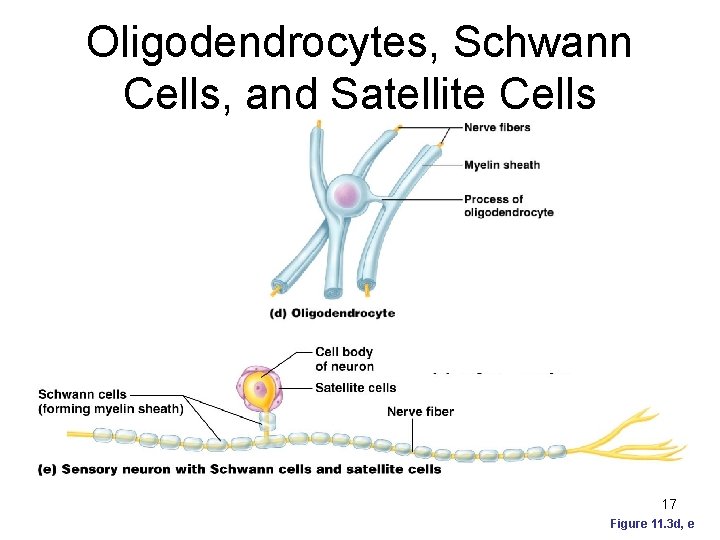 Oligodendrocytes, Schwann Cells, and Satellite Cells 17 Figure 11. 3 d, e 