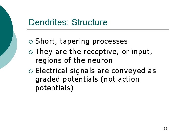 Dendrites: Structure Short, tapering processes ¡ They are the receptive, or input, regions of