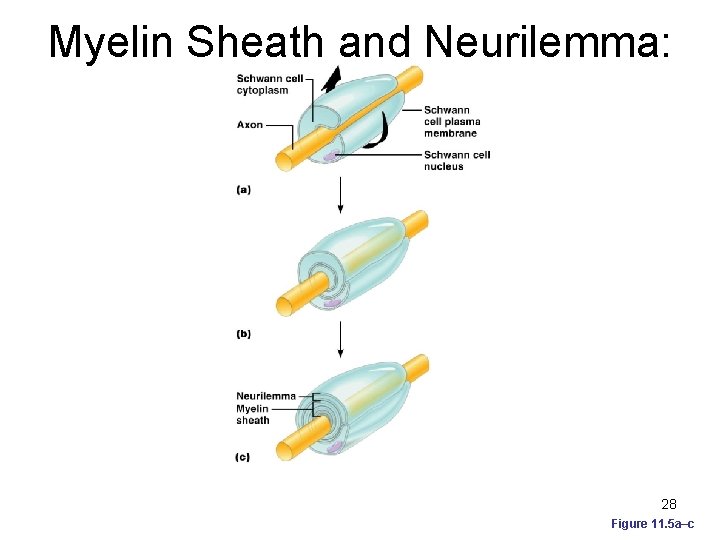 Myelin Sheath and Neurilemma: Formation 28 Figure 11. 5 a–c 