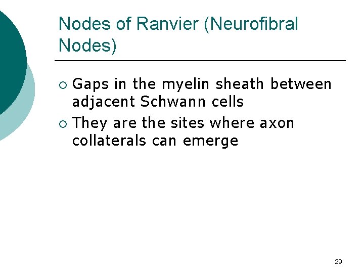 Nodes of Ranvier (Neurofibral Nodes) Gaps in the myelin sheath between adjacent Schwann cells