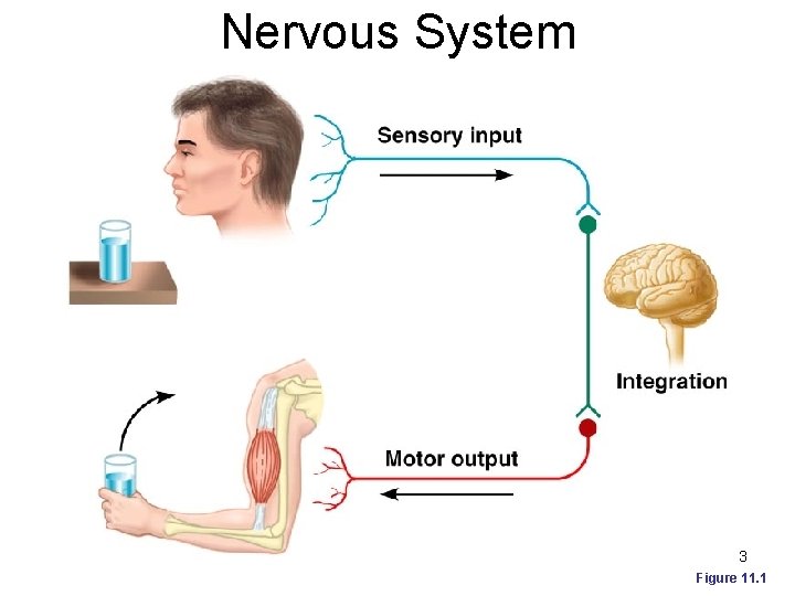 Nervous System 3 Figure 11. 1 