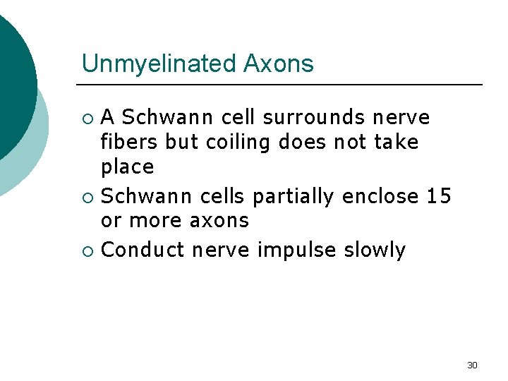 Unmyelinated Axons A Schwann cell surrounds nerve fibers but coiling does not take place