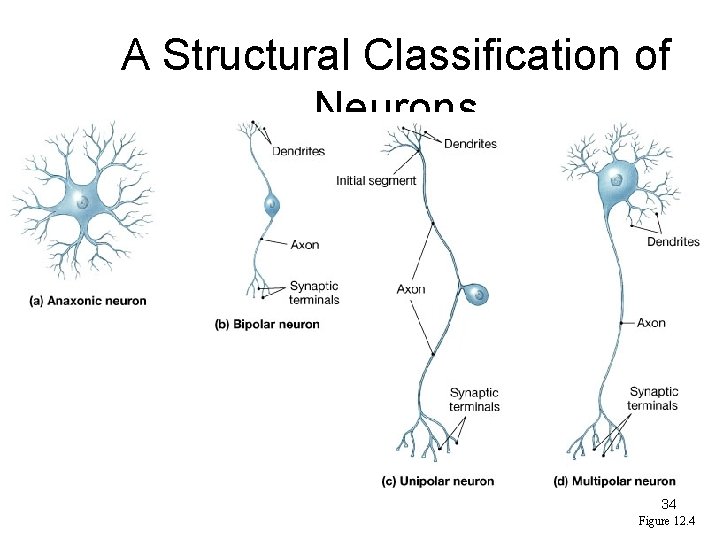 A Structural Classification of Neurons 34 Figure 12. 4 
