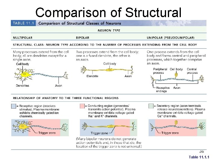 Comparison of Structural Classes of Neurons 36 Table 11. 1. 1 