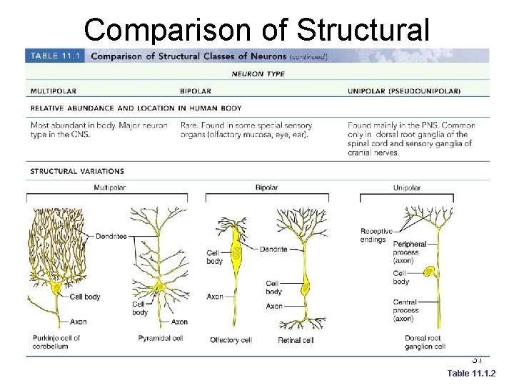 Comparison of Structural Classes of Neurons 37 Table 11. 1. 2 