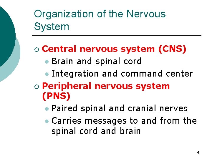 Organization of the Nervous System Central nervous system (CNS) l Brain and spinal cord