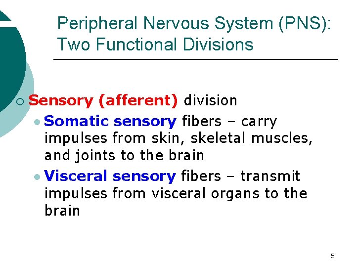 Peripheral Nervous System (PNS): Two Functional Divisions ¡ Sensory (afferent) division l Somatic sensory