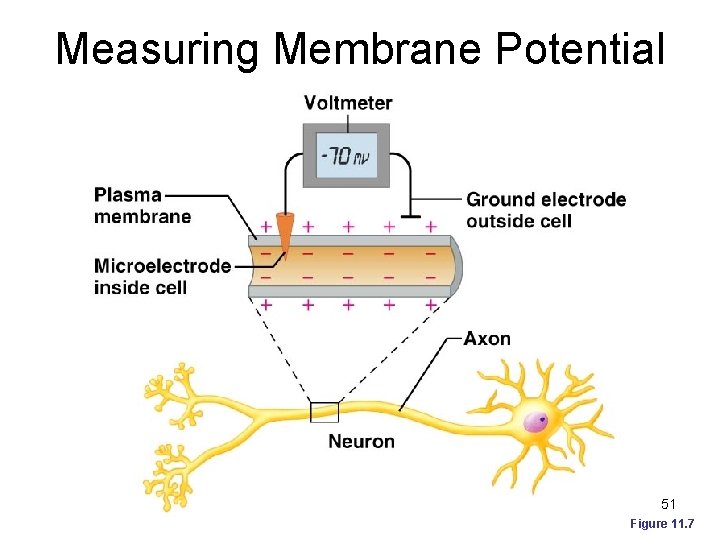 Measuring Membrane Potential 51 Figure 11. 7 