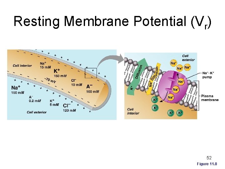 Resting Membrane Potential (Vr) 52 Figure 11. 8 