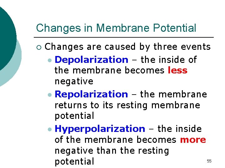 Changes in Membrane Potential ¡ Changes are caused by three events l Depolarization –