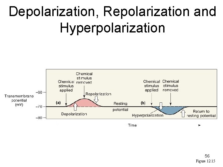 Depolarization, Repolarization and Hyperpolarization 56 Figure 12. 15 