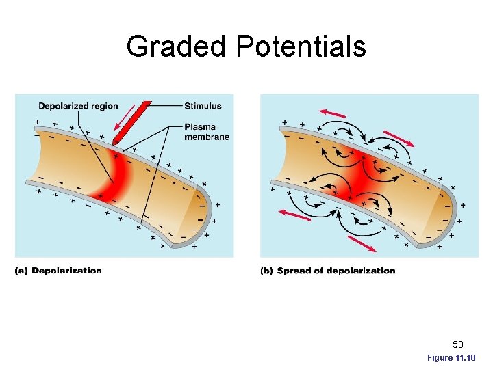 Graded Potentials 58 Figure 11. 10 