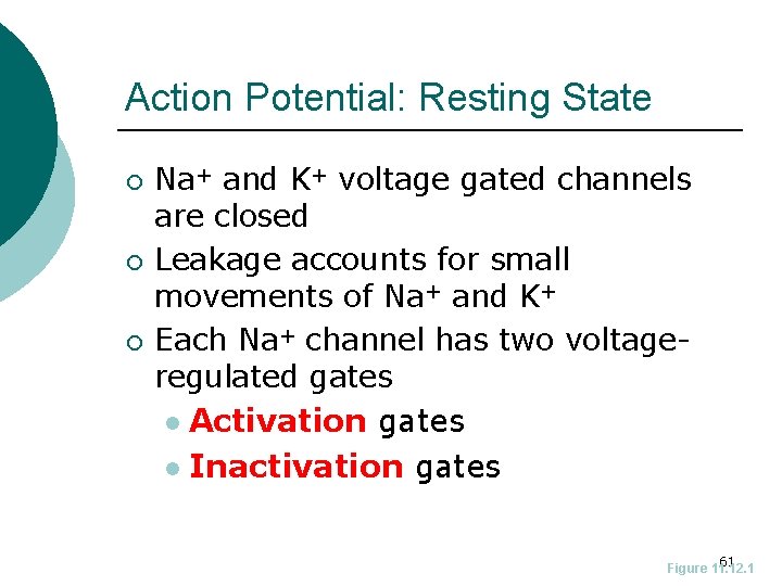 Action Potential: Resting State ¡ ¡ ¡ Na+ and K+ voltage gated channels are