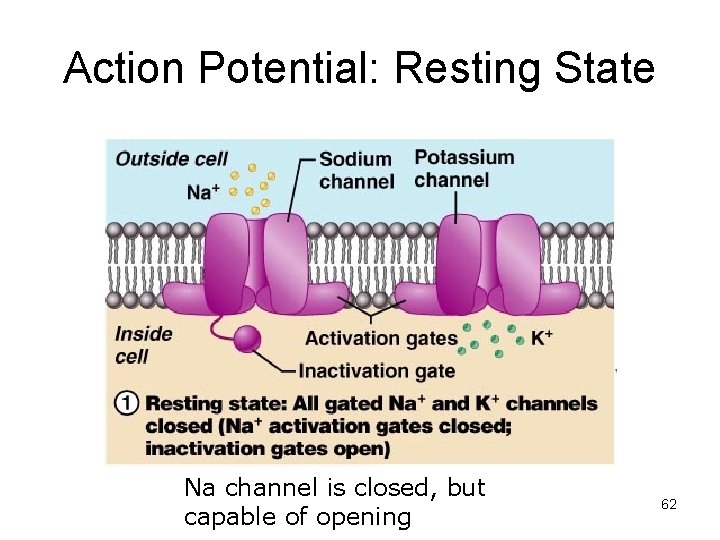 Action Potential: Resting State Na channel is closed, but capable of opening 62 
