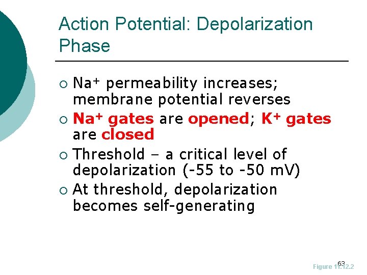 Action Potential: Depolarization Phase Na+ permeability increases; membrane potential reverses ¡ Na+ gates are