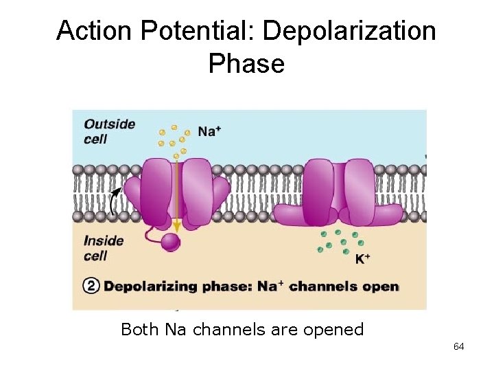 Action Potential: Depolarization Phase Both Na channels are opened 64 