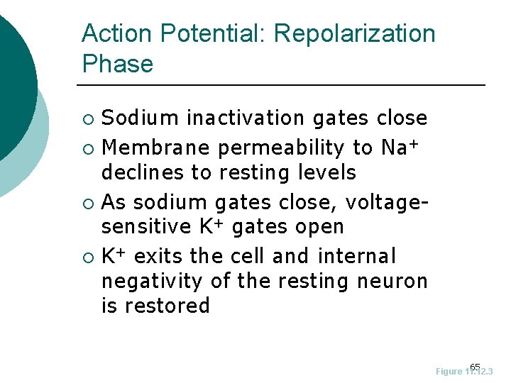 Action Potential: Repolarization Phase Sodium inactivation gates close ¡ Membrane permeability to Na+ declines