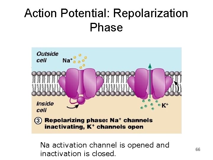 Action Potential: Repolarization Phase Na activation channel is opened and inactivation is closed. 66