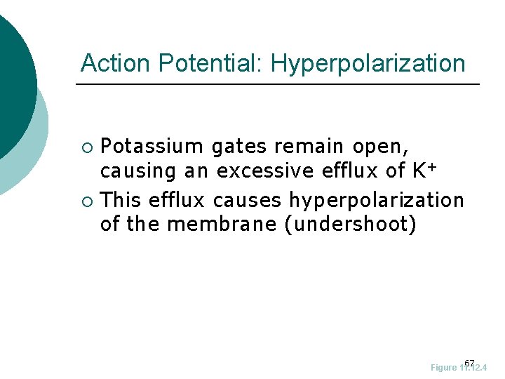 Action Potential: Hyperpolarization Potassium gates remain open, causing an excessive efflux of K+ ¡