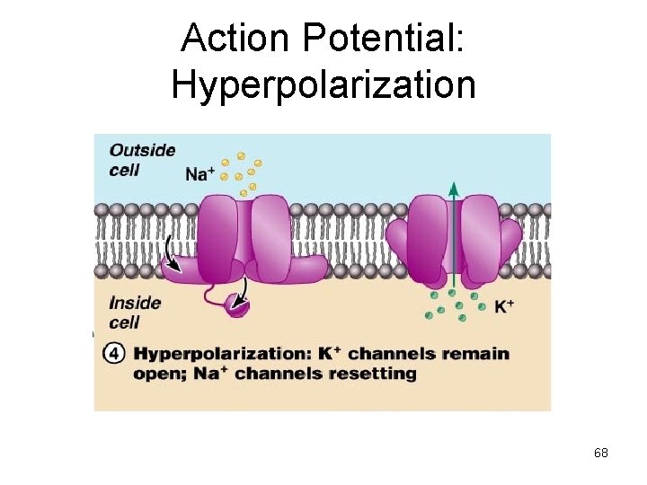 Action Potential: Hyperpolarization 68 