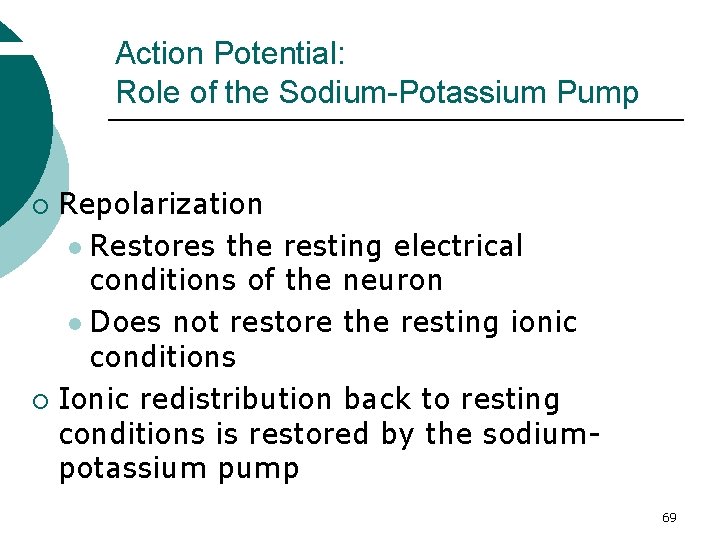 Action Potential: Role of the Sodium-Potassium Pump Repolarization l Restores the resting electrical conditions
