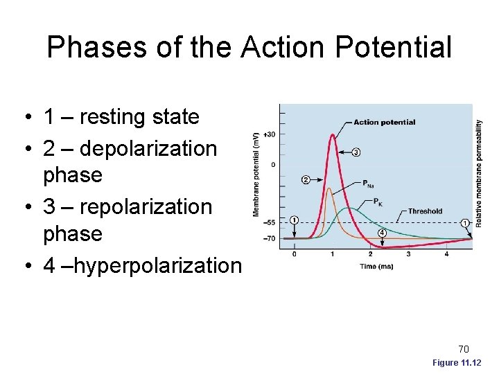 Phases of the Action Potential • 1 – resting state • 2 – depolarization