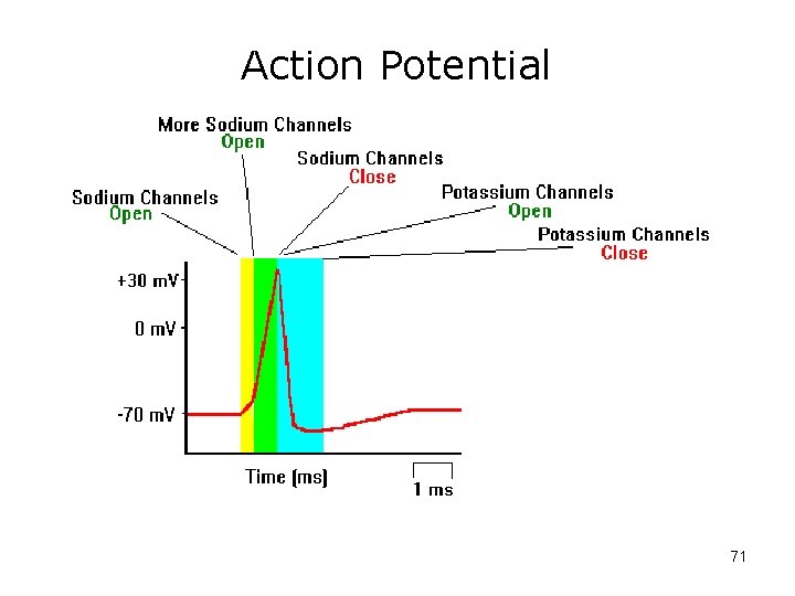 Action Potential 71 