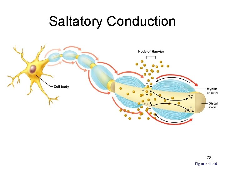 Saltatory Conduction 78 Figure 11. 16 