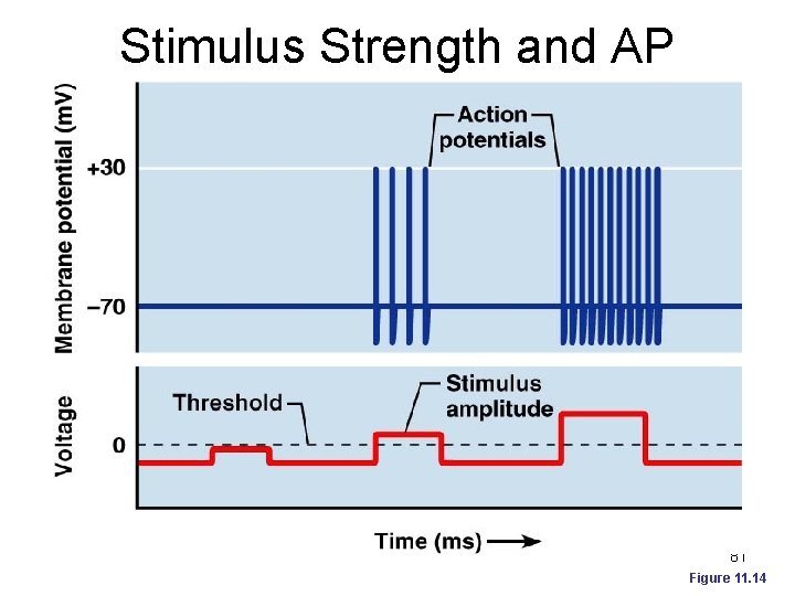 Stimulus Strength and AP Frequency 81 Figure 11. 14 