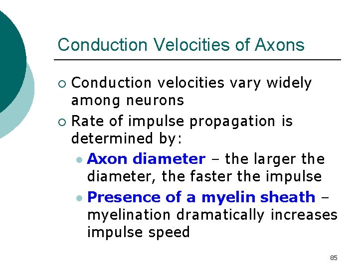 Conduction Velocities of Axons Conduction velocities vary widely among neurons ¡ Rate of impulse