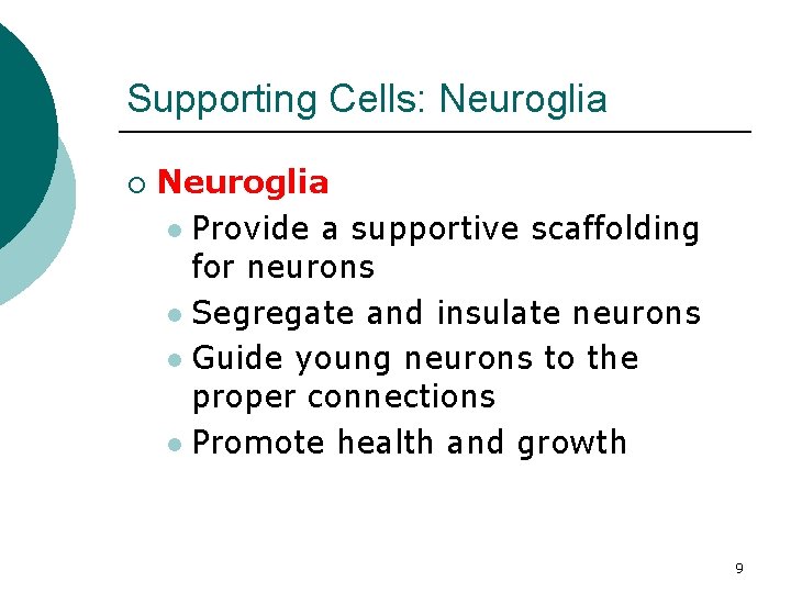 Supporting Cells: Neuroglia ¡ Neuroglia l Provide a supportive scaffolding for neurons l Segregate