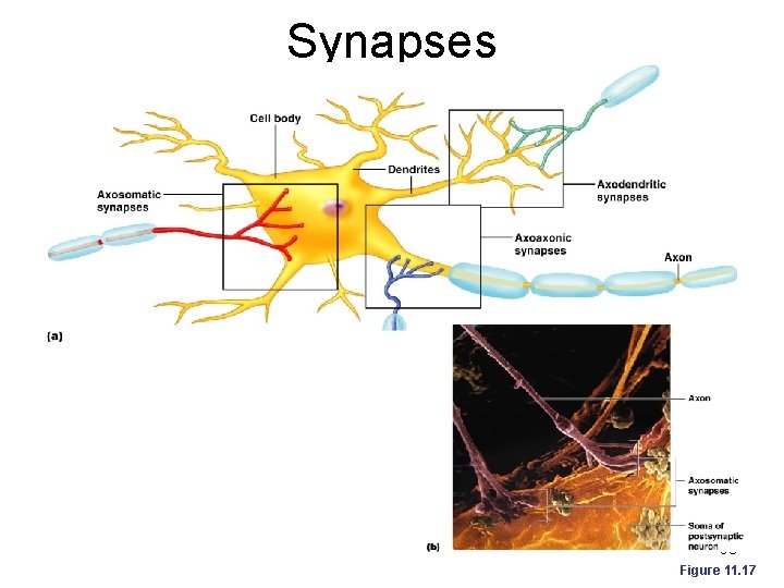 Synapses 90 Figure 11. 17 