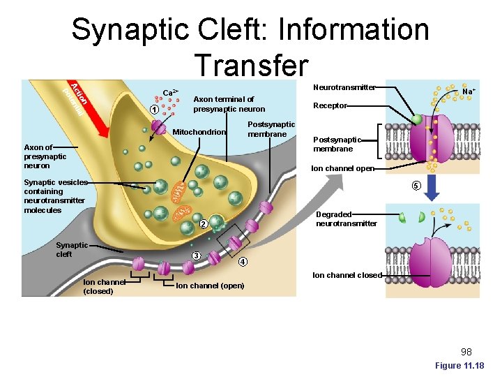 Synaptic Cleft: Information Transfer n tio ial Ac tent po Ca 2+ 1 Neurotransmitter