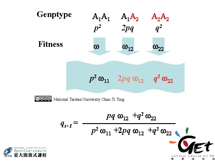 Genptype A A p 2 A A 2 pq A A q 2 Fitness