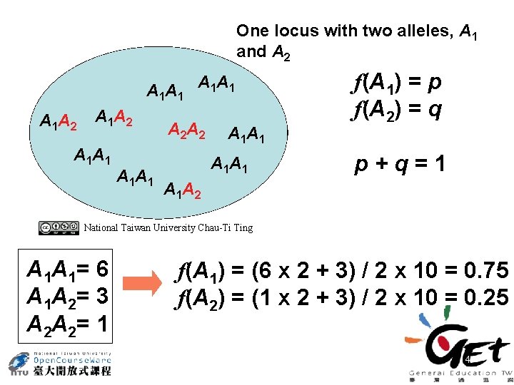 One locus with two alleles, A 1 and A 2 A 1 A 1