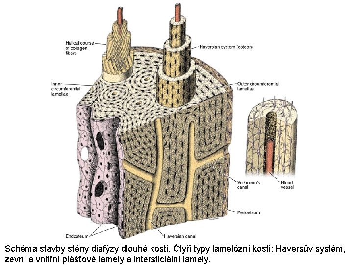 Schéma stavby stěny diafýzy dlouhé kosti. Čtyři typy lamelózní kosti: Haversův systém, zevní a