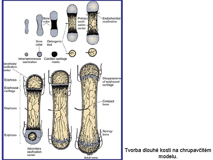 Tvorba dlouhé kosti na chrupavčitém modelu. 